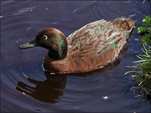 Auckland Teal-Birds Which Cannot Fly