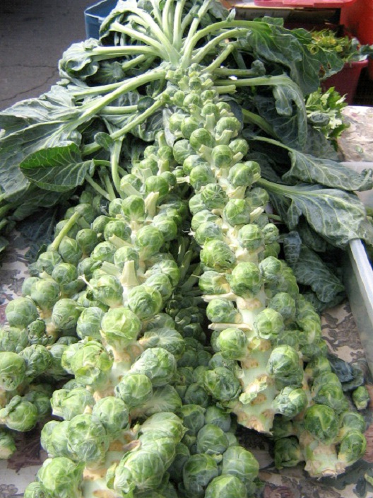 Brussels Sprouts-Best High Fiber Foods