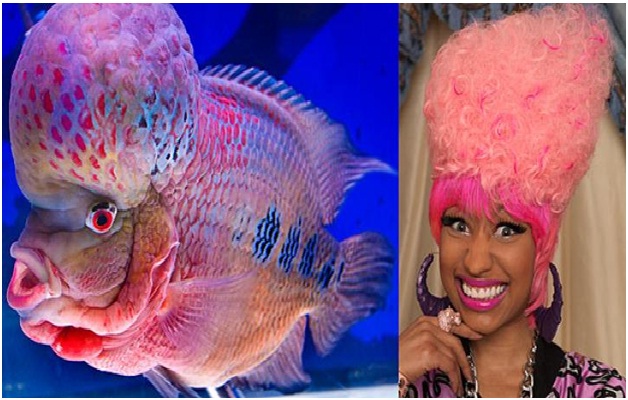 Nicki Minaj and the Flowerhorn Fish-15 Celebrities Who Look Like Real Life Animals