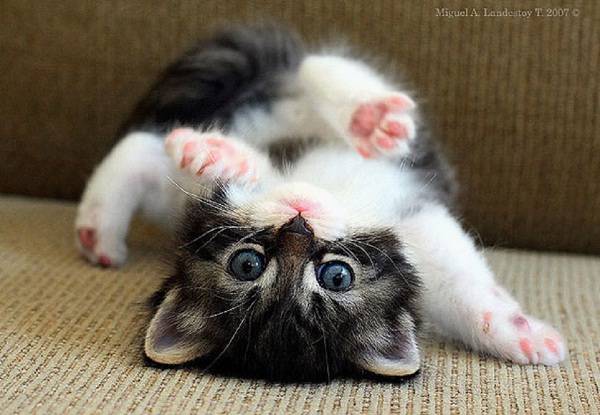 Cutest Kitty-Cutest Baby Animals