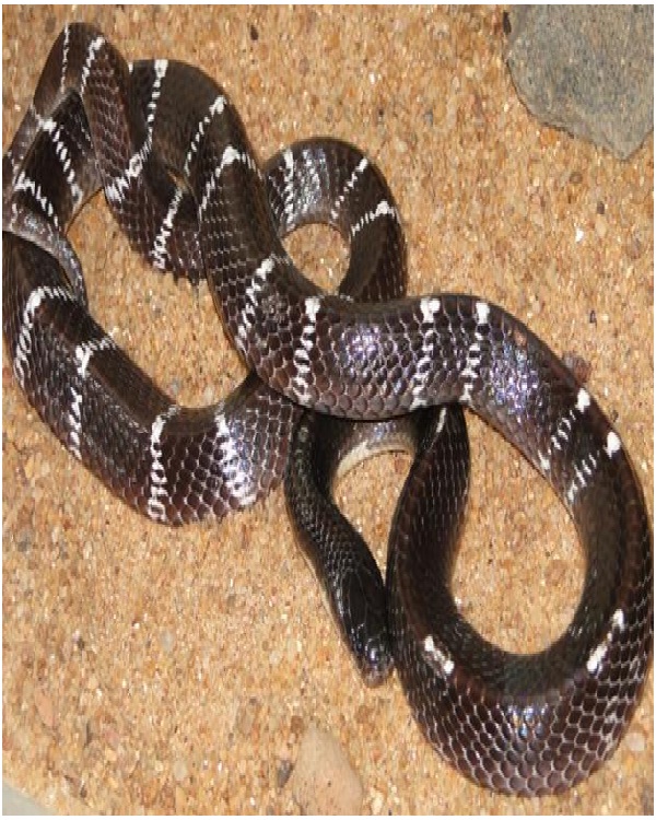 Common Krait-Most Dangerous Snakes In The World