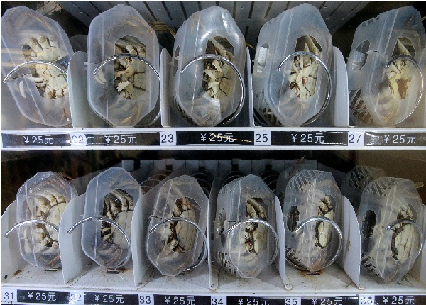 Vending machine crabs-Craziest Things To Buy In China