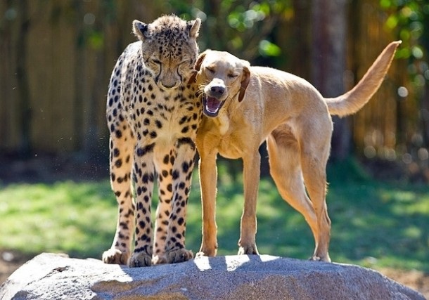 A dog and a cat (sort of)-Wonderful Friendship Between Animals