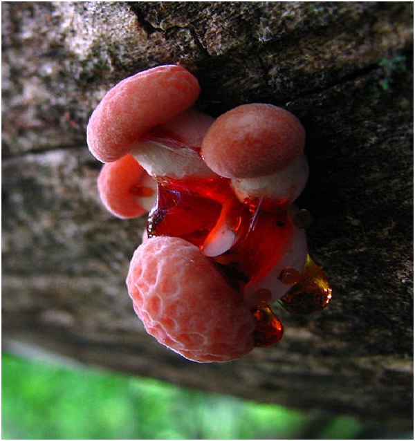 Jelly time!-Amazing Looking Mushrooms