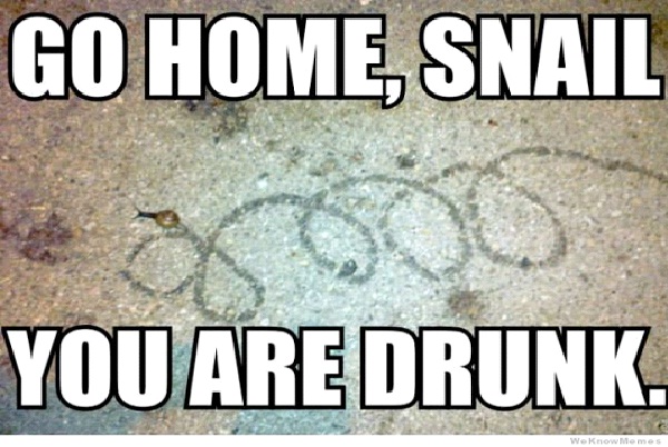 Drunk Snail-Best Go Home, You're Drunk Memes