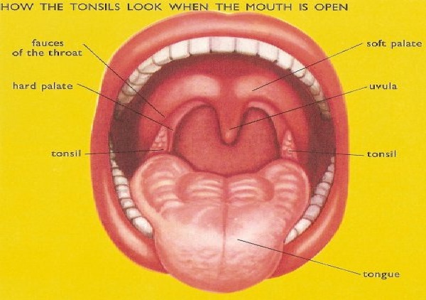 Tonsils-Vestigial Human Body Parts You Didn't Know