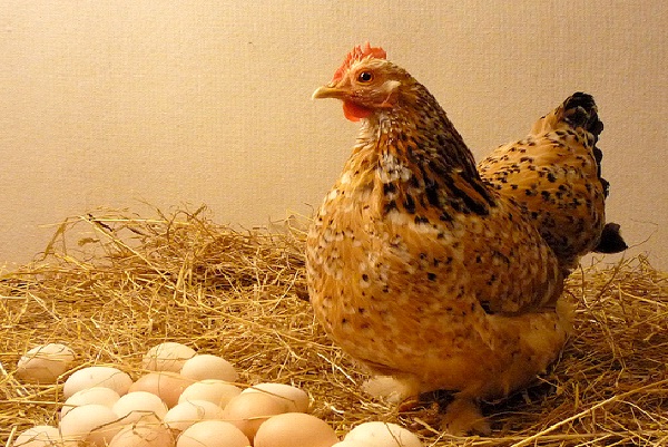 Organic Eggs-Foods That Boost Immunity