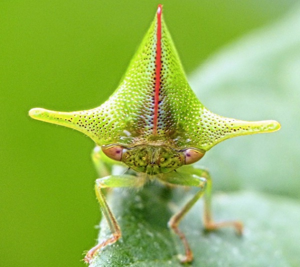 Treehopper-Cutest Bugs Ever