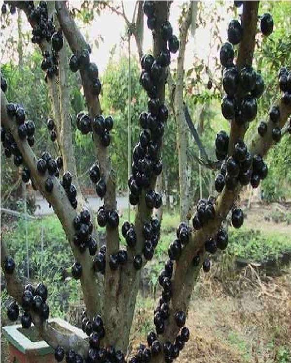 Jabuticaba-Weirdest Fruits