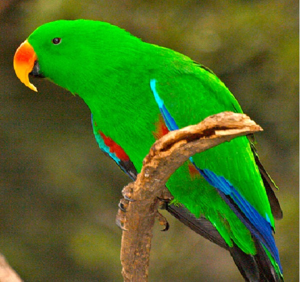 Parrot-Most Intelligent Animals