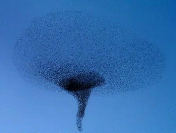 Tornado-Most Amazing Bird Formations In Sky