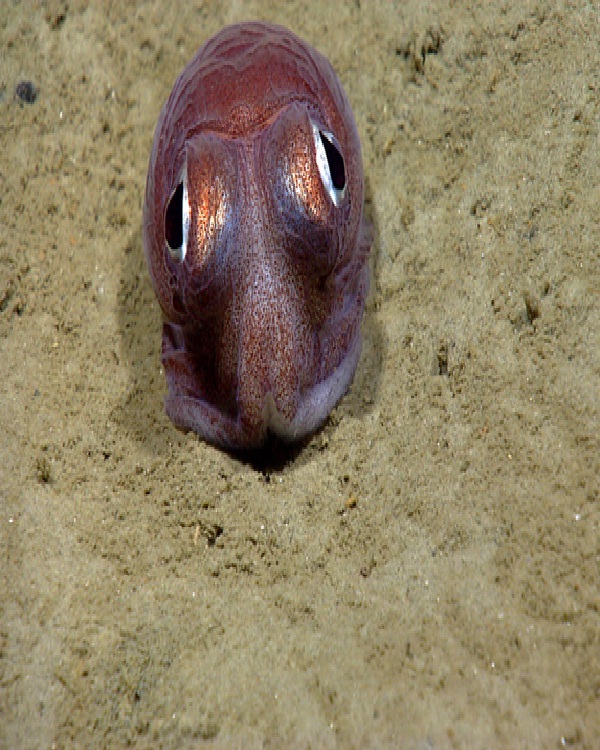 Cephalopod-Cute Sea Creatures