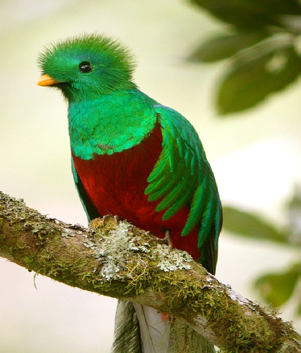 Quetzal-Most Amazing Exotic Birds
