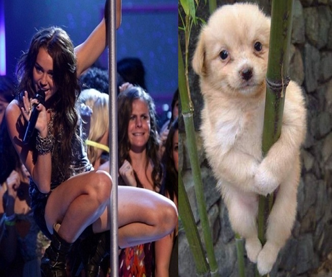 Miley Cyrus vs the pole doggy-9 Miley Cyrus Comparisons That Will Make You Laugh