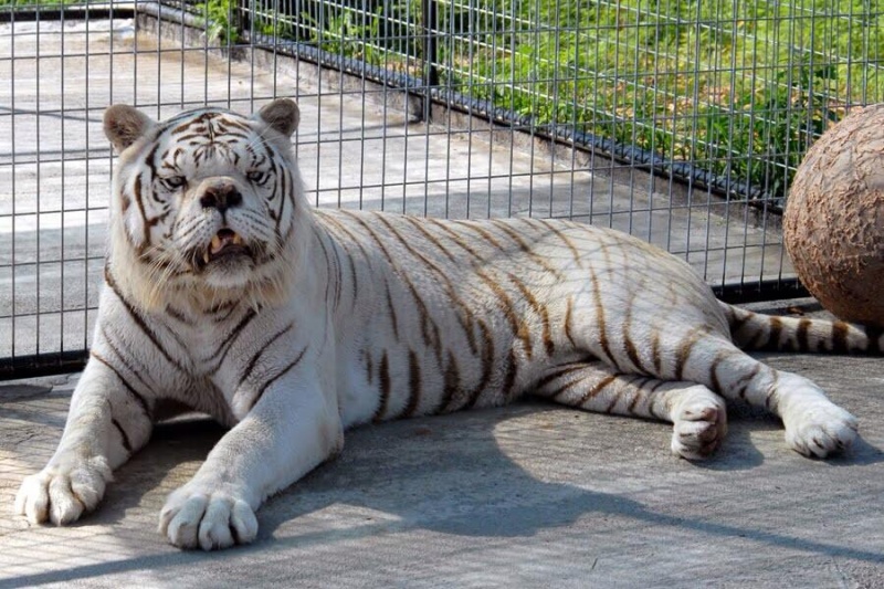 This Tiger with Down Syndrome-15 Images That Are Hard To Believe But Are Actually Real