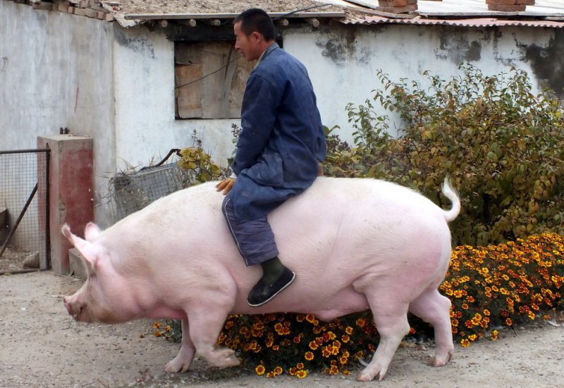 The Big Pig Ride-15 Images That Will Make You Say WTF!