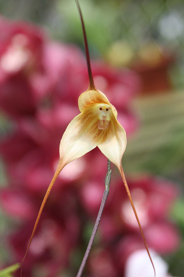 Monkey Face Orchid-15 Awesome Flowers That Don't Look Like Flowers At All 