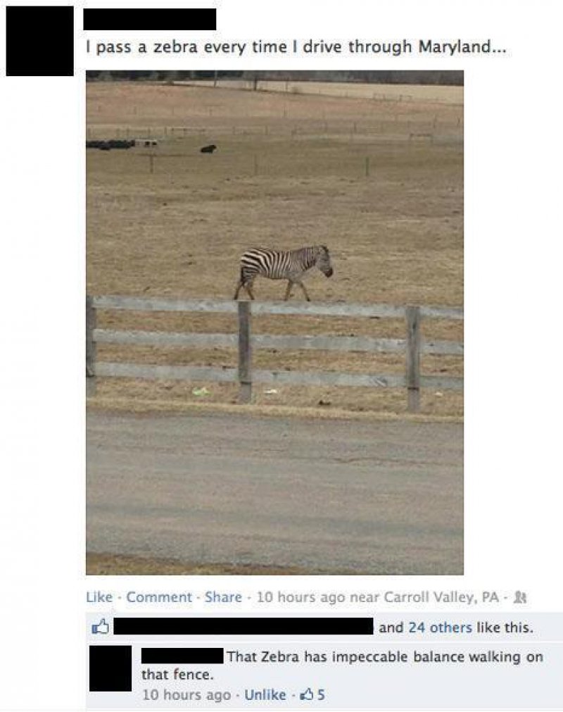 This Hilarious Response To A Zebra Photo-15 Hysterical Facebook Photo Comments Ever