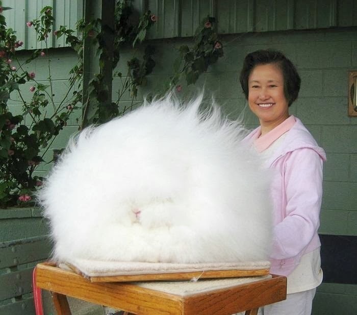 Free the Floof!!!-15 Images That Look Fake, But Are Actually True