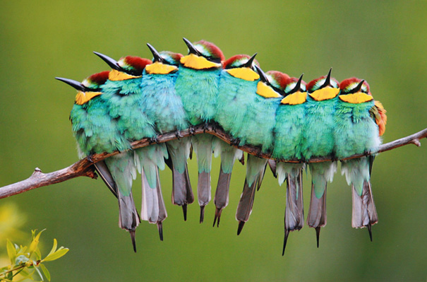 Colorful Caterpillar, Is it?-15 Real Life Illusions That Are Sure To Amuse You