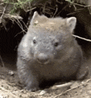 Stopped by a Wombat-15 People Reveal Why They Had To Stop In The Middle Of Having Sex