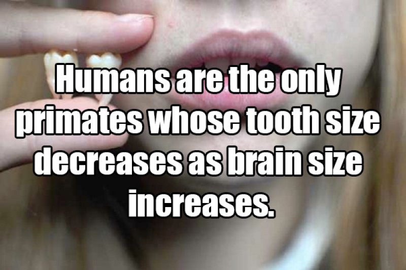 How Humans Evolved-15 Amusing Facts That Are Actually True
