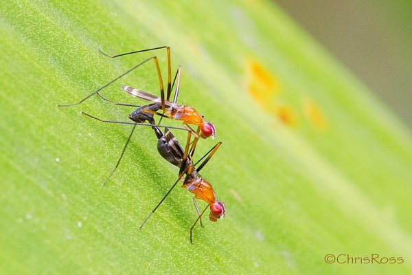 Stilt legged flies-Insects Which Mimic Ants But Are Not Ants