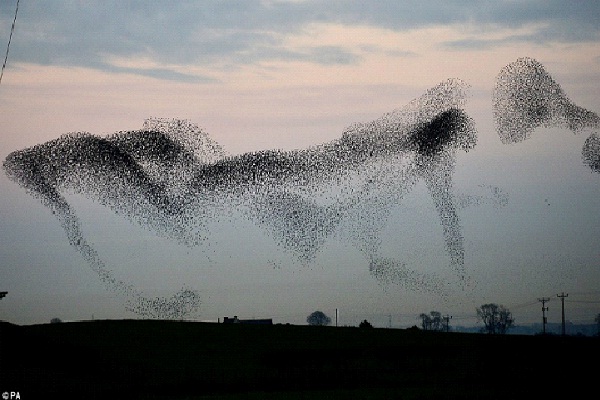 Insect-Most Amazing Bird Formations In Sky
