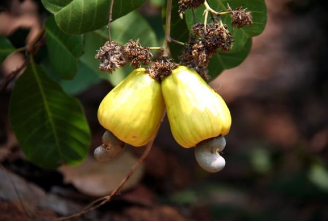 Cashew-Some Favorite Fruits And Vegetables And How They Are Grown