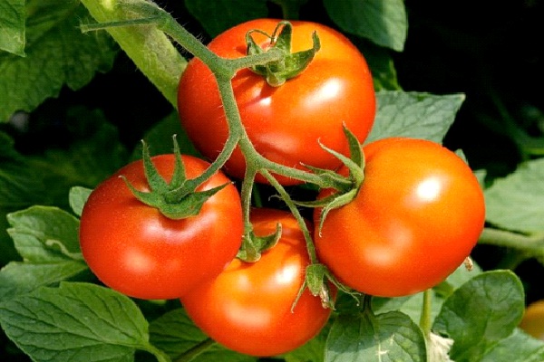 Tomatoes-Most Poisonous Foods We Like To Eat