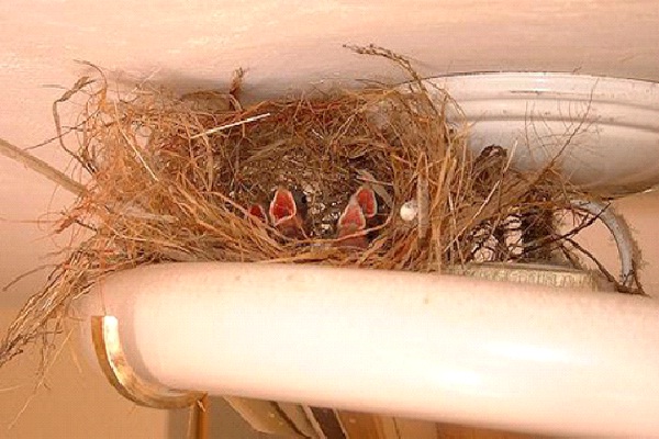 In A Light Fixture-Most Unusual Places For A Bird's Nest