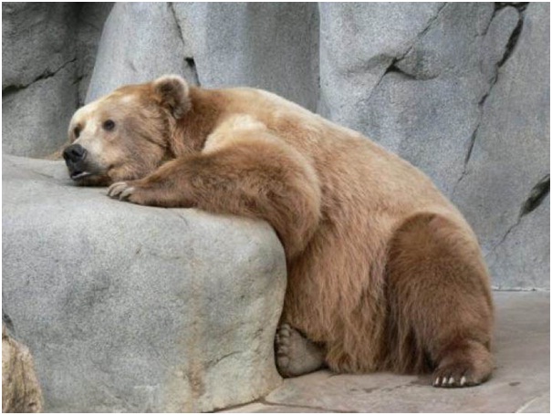 Sad Bear on the Loose-Adorable Sad Animal Pictures
