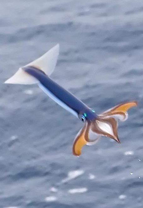 Flying squid-Flying Animals Which Are Not Birds