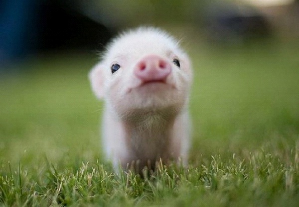 This Little Piggy Stayed At Home-Cutest Baby Animals