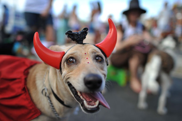 Dogs-Little Known Things About Rio De Janeiro's Carnival