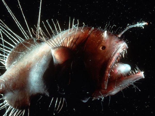 Anglerfish-Horrible Deep Sea Creatures