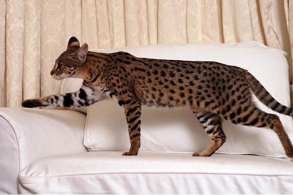 The Savannah Cat-Unusual Cat Breeds