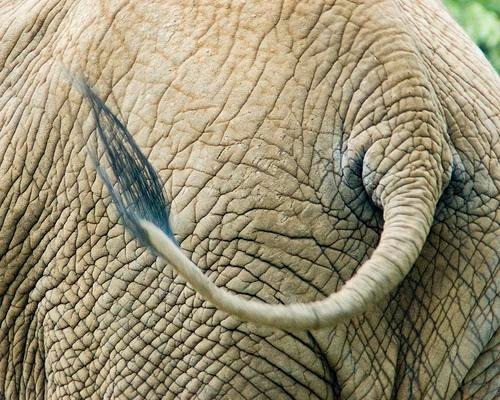 Elephant Hair-Facts About Circuses