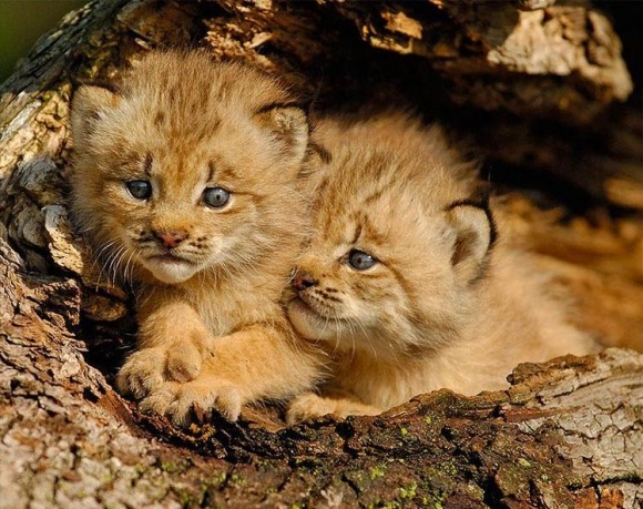Lions-Adorable Baby Animals