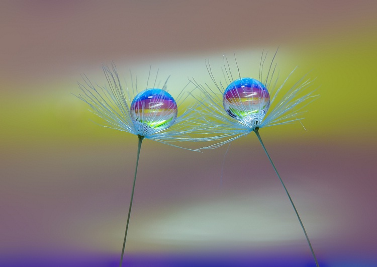 Lets Dance-Amazing Water Droplet Photography By Miki Asai