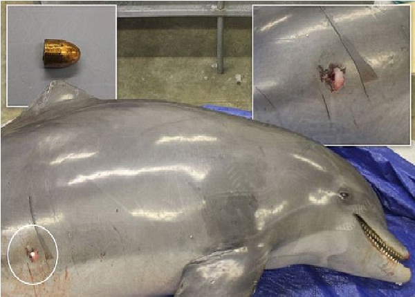 Shot dolphin-Bizarre Things That Washed Up On Beaches