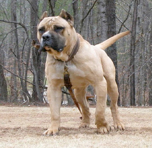 Presa Canario-Most Aggressive Dog Breeds