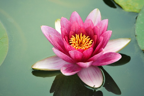 Lotus-Most Beautiful Flowers In The World