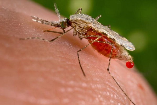 Mosquito-Most Dangerous Insects