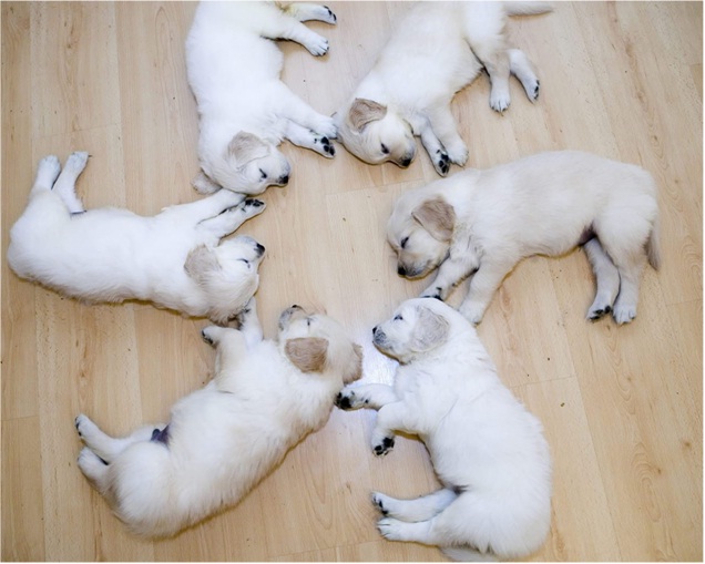 Nap Time.-Cutest Puppies