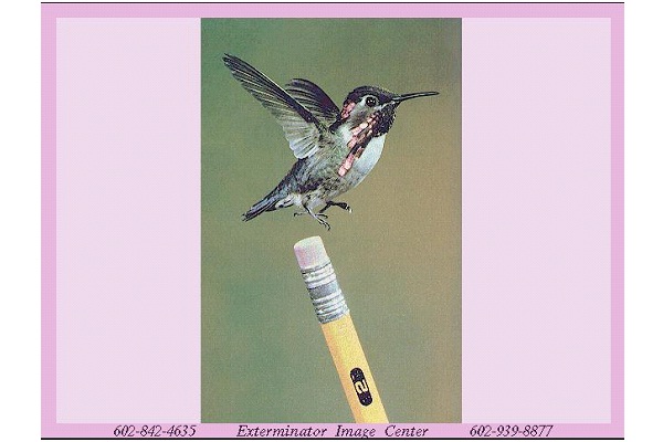 Bee Hummingbird-World's Smallest Animals