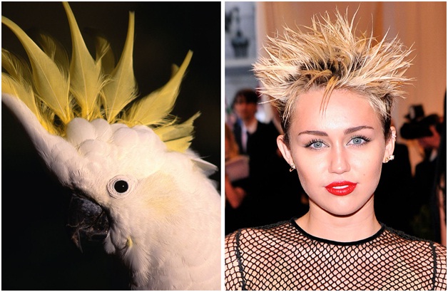 Miley Cyrus and a Cockatoo-15 Celebrities Who Look Like Real Life Animals