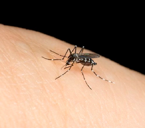 Sudden death Mosquitos-Genetically Modified Animals You Can Buy