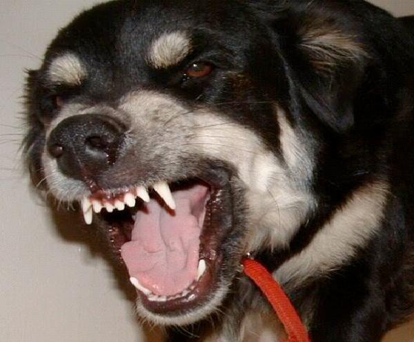 Binky-Most Scary Dogs