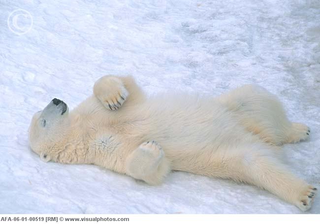 Their bed-Polar Bear Facts